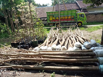 Cara Merawat Bunga Tabebuya Agar Cepat Berbunga