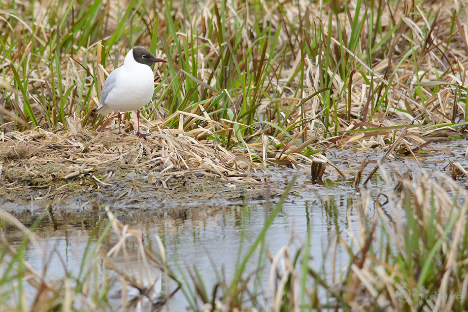 Naerukajakas, Larus ridibundus, Black-headed Gull, Common, Chroicocephalus, kajakas