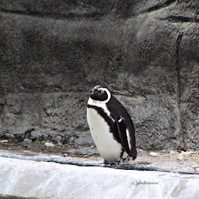 The Memphis Zoo Review - Penguin Photo by Cynthia Sylvestermouse
