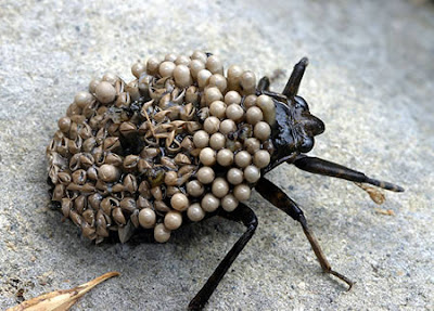Giant Water Bug, Belostomatidae