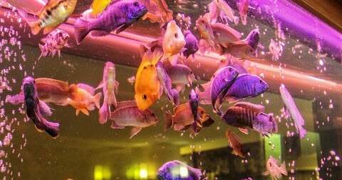560+ Ikan Hias Air Laut Pemula Gratis