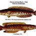Mengenal Jauh Lebih Dekat Dengan Ikan Gabus