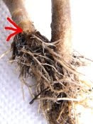 geranium (pelargonium) adventitious roots