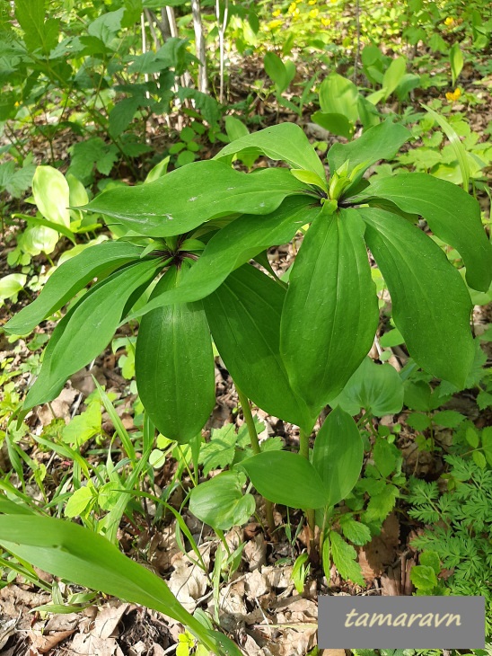 Лилия двурядная (Lilium distichum)