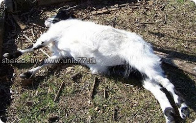 fainting_goats_640_06.jpg (640×401)