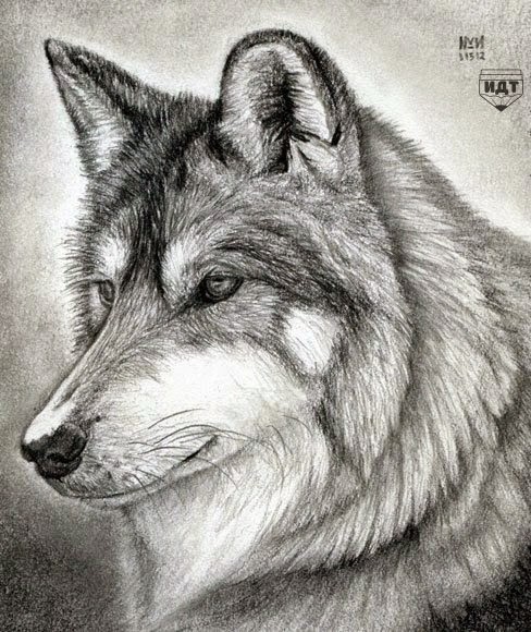رسم ذئب بقلم الرصاص للمبتدئين