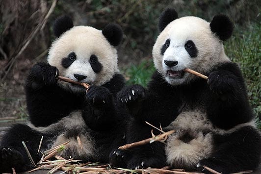 Orandableg s Gambar  anak beruang panda  panjat pokok