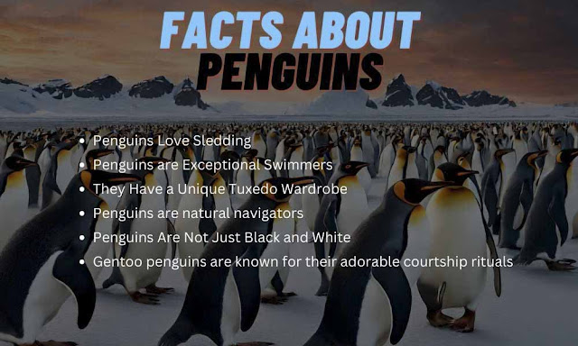 Facts about Penguins