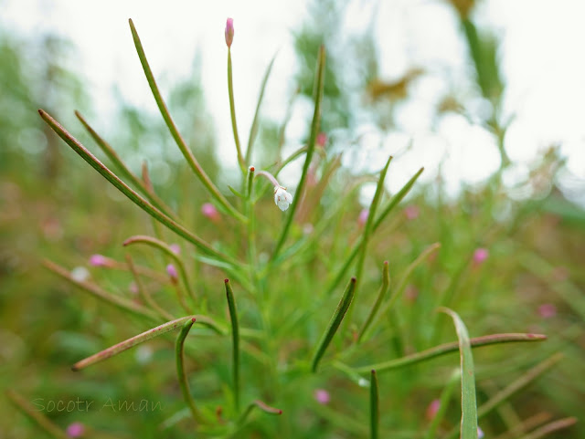 Epilobium cephalostigma