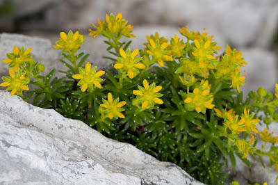 Saxifraga aizoides – Yellow Saxifrage (Sassifraga gialla)