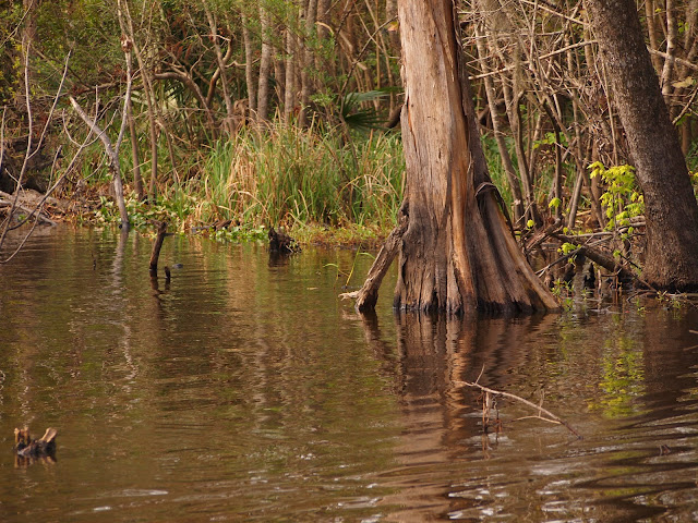 Gator Landscaping
