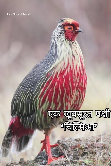 सिक्किम का राजकीय/राज्य पक्षी || State Bird Of Sikkim ||