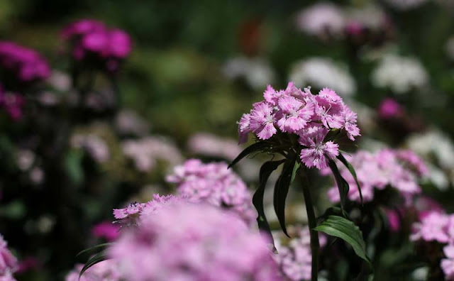 Sweet William Flowers Pictures