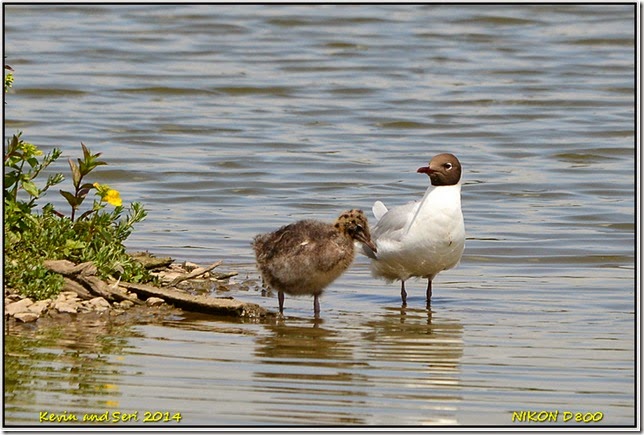 Slimbridge WWT