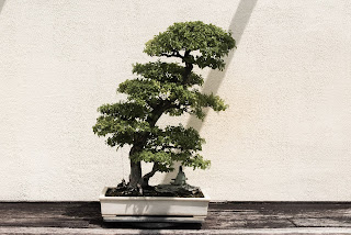 ARE BONSAI TREES HARD TO TAKE CARE OF
