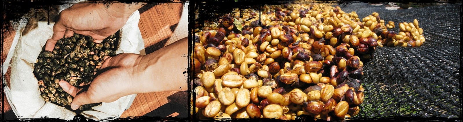 Natural dan Honey Process dalam Kopi - Sobat Kopi