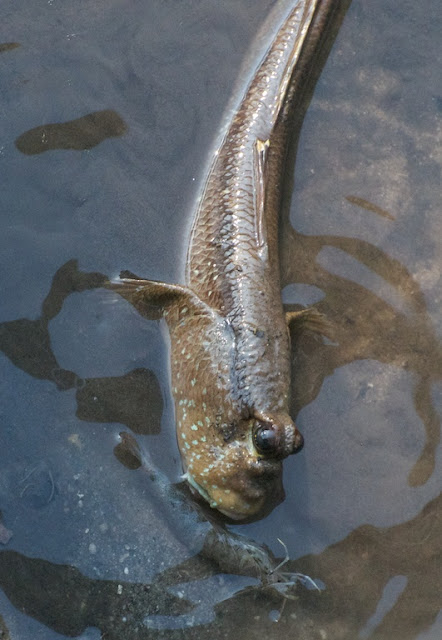 Blue-spotted mudskipper (Boleophthalmus boddarti)