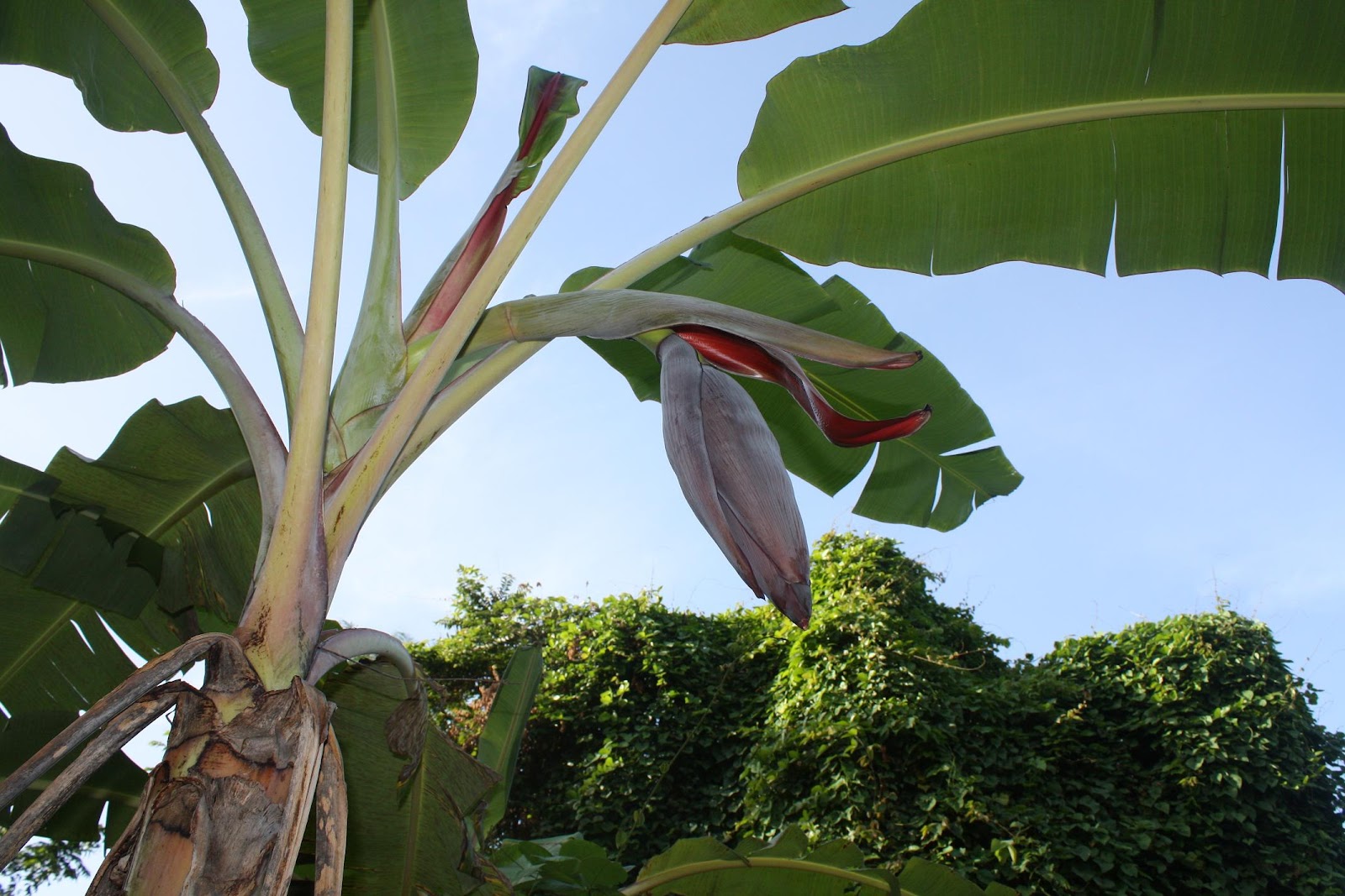 Lorsque le bananier a produit entre 25 et 30 feuilles au c…“ur de celles