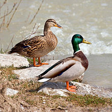 Beautiful Ducks Image Beautiful Domestic Birds Ducks