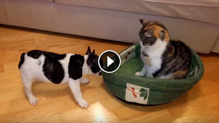 Angry Dog Finds Family Cat In His Bed. His Reaction Is Something You Don’t Want To Miss