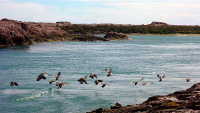 Puerto Deseado - las aves marinas