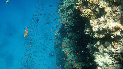 Fishes in Red Sea reef