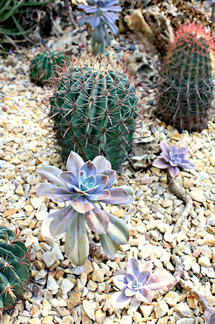 Desert Room Garfield Park Conservatory