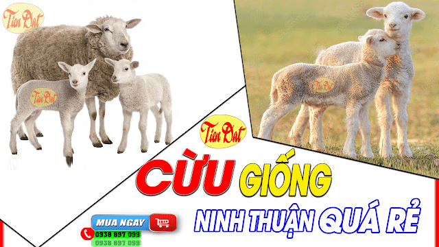 Địa chỉ bán cừu giống Ninh Thuận uy tín giá rẻ