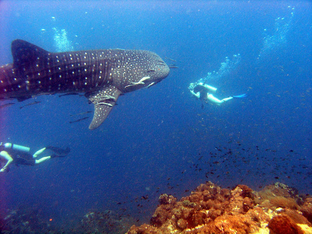 Divers Dwarfed by Whales And Sharks Seen On www.coolpicturegallery.us