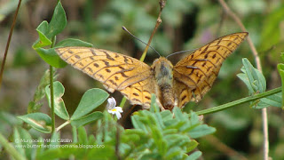 Argynnis (Fabriciana) adippe male DSC93307