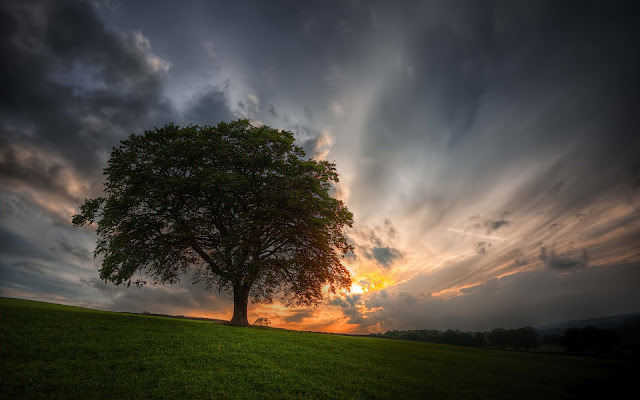 Árbol al Atardecer en las Montañas