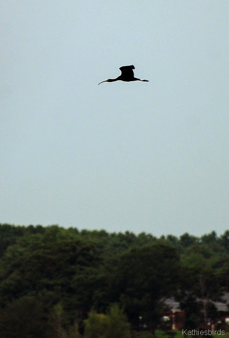4. witch of the marsh-kab