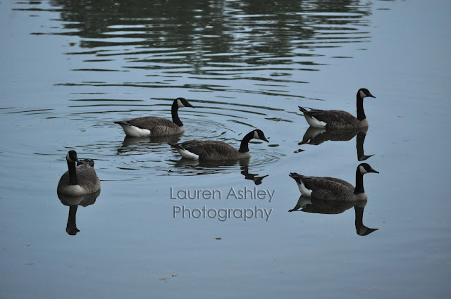 Canadian Geese