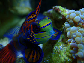 Mandarin Fish Wallpaper