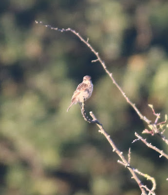 Juvenile Stonechat, Thornton Ings