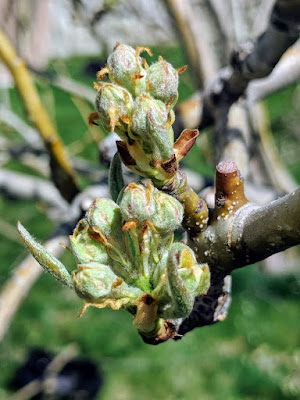 Pear Blossoms