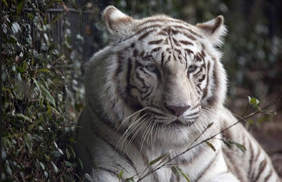106 Hantu Harimau Gratis