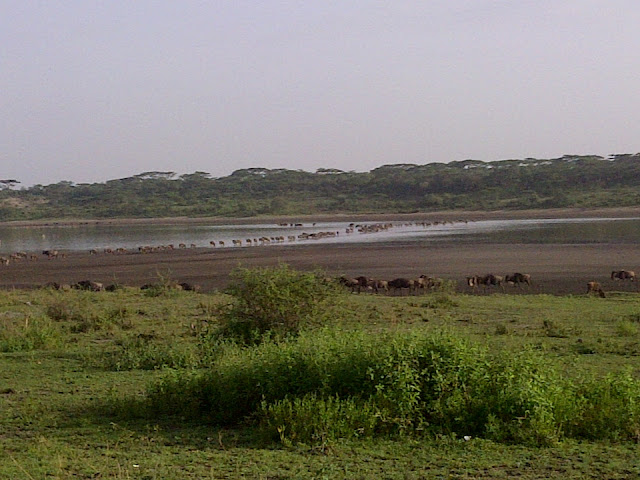 Serengeti Migration is in Tanzania