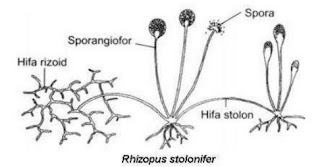 characteristic of zygomycota