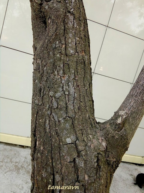 Клён гиннала / Клён приречный (Acer ginnala)