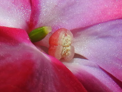 新幾內亞鳳仙花的雄蕊及雌蕊