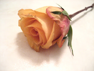 jingy's orange rose :)