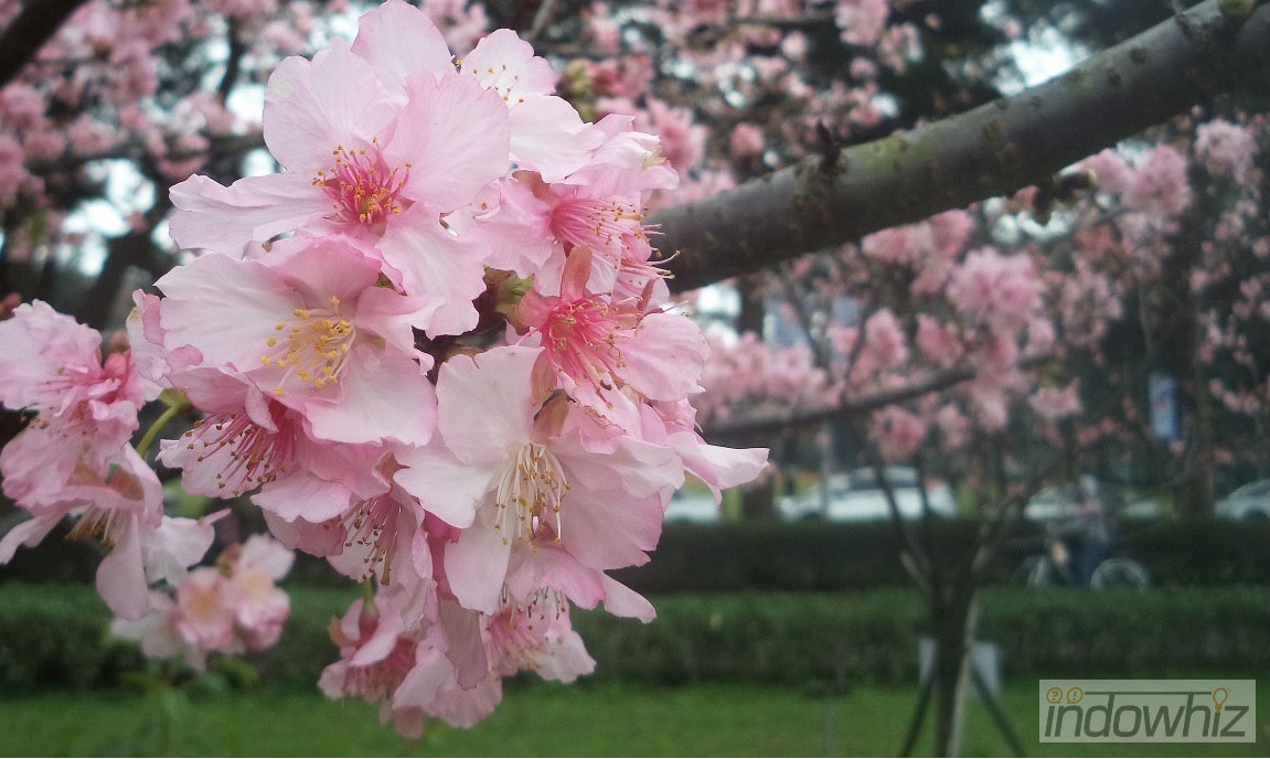 Menikmati Bunga  Sakura  Awal Musim  Semi di Taiwan