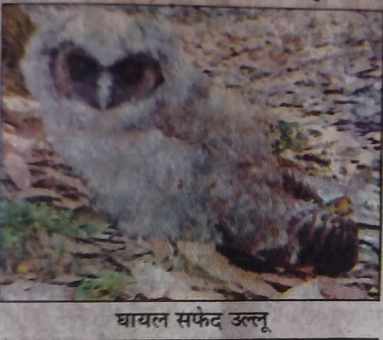 दुर्लभ प्रजाति का घायल सफ़ेद उल्लू मिला, white owl a rare specie or bird,safed ullu ek durlabh prajati