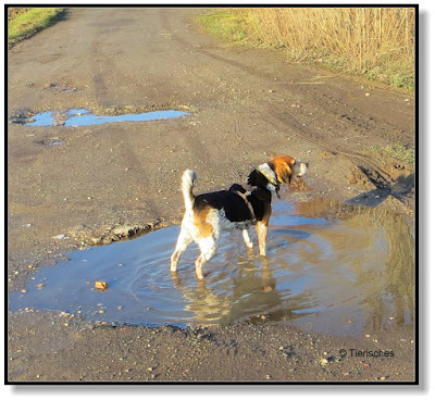 So gefallen einem Beagle die Spazierwege