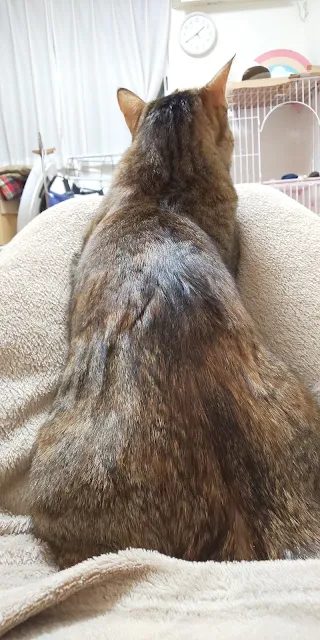 猫の背中。