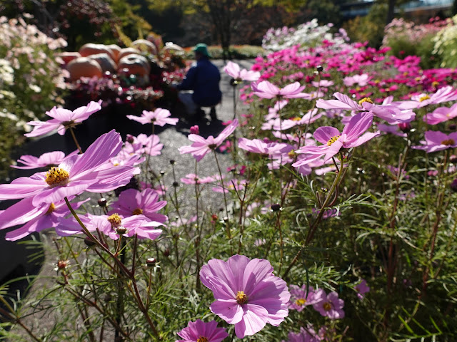 とっとり花回廊のエントランス