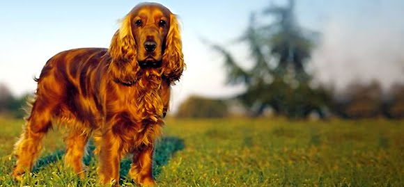 Cocker Spaniel Inglês