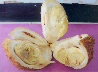 Durian Tanpa Duri