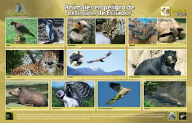 Especies En Peligro De Extincion Ecuador Vida Animal